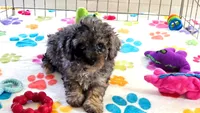 Layla, a female Cavapoo and Poodle - Toy  for sale in Tucson, AZ – 7 of 10
