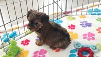 Bruce, a male Yorkshire Terrier for sale in Tucson, AZ – 6 of 10