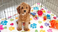 Otis, a male Cavapoo and Poodle - Miniature  for sale in Tucson, AZ – 10 of 10