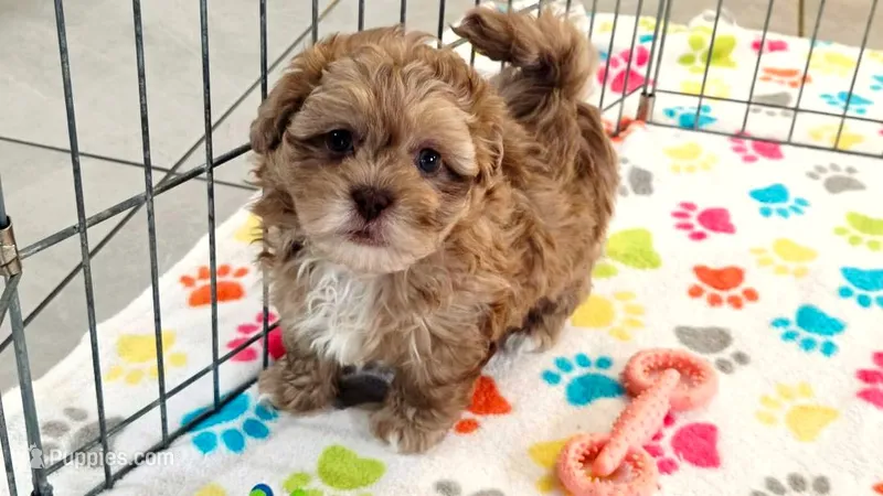 Duke – Shih Tzu, Poodle - Toy  puppy for sale in Tucson, AZ