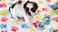 Ella, a female Shih Tzu and Poodle - Toy  for sale in Tucson, AZ – 4 of 10