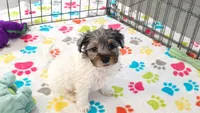 Hunter, a male Havapoo for sale in Tucson, AZ – 4 of 10