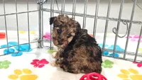 Marshall, a male Yorkshire Terrier and Poodle - Toy  for sale in Tucson, AZ – 8 of 10