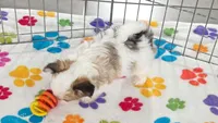 Gus, a male Maltese and Papillon for sale in Tucson, AZ – 4 of 9