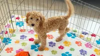 Frankie, a male Cavapoo and Poodle - Miniature  for sale in Tucson, AZ – 7 of 10