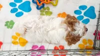 Violet, a female Cavapoo and Poodle - Toy  for sale in Tucson, AZ – 4 of 10
