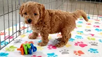 Frankie, a male Cavapoo and Poodle - Miniature  for sale in Tucson, AZ – 4 of 10