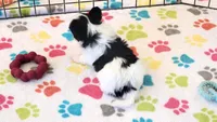 Baxter, a male Papillon for sale in Tucson, AZ – 5 of 9