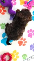 Rudy, a male Cavapoo and Poodle - Toy  for sale in Tucson, AZ – 8 of 9