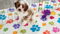 Buck, a male Cavapoo and Poodle - Toy  for sale in Tucson, AZ – 6 of 10