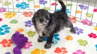 Justin, a male Cavapoo for sale in Tucson, AZ – 8 of 10
