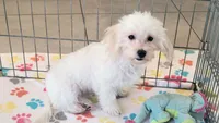 Tyson, a male Maltipoo for sale in Tucson, AZ – 4 of 10