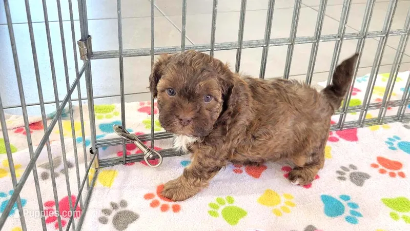 Charlie – Shih Tzu, Poodle - Toy  puppy for sale in Tucson, AZ