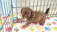 Charlie, a male Shih Tzu and Poodle - Toy  for sale in Tucson, AZ – 1 of 9