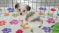 Bandit, a male Maltese and Papillon for sale in Tucson, AZ – 3 of 10