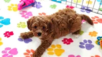 George, a male Cavapoo and Poodle - Toy  for sale in Tucson, AZ – 3 of 10