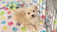 Albert, a male Havanese for sale in Tucson, AZ – 3 of 10