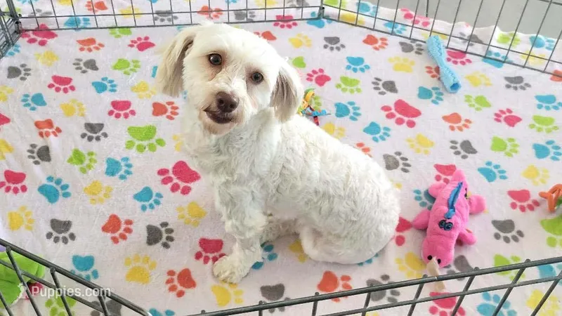 Athena – Havanese puppy for sale in Tucson, AZ