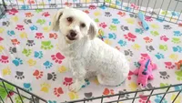 Athena, a female Havanese for sale in Tucson, AZ – Photo 1 of 10