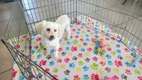 Athena, a female Havanese for sale in Tucson, AZ – Photo 2 of 10