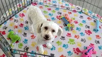Athena, a female Havanese for sale in Tucson, AZ – Photo 4 of 10