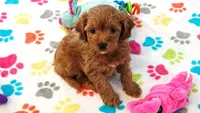 Dixie, a female Cavapoo for sale in Tucson, AZ – 1 of 10