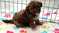 Charlie, a male Shih Tzu and Poodle - Toy  for sale in Tucson, AZ – 8 of 9