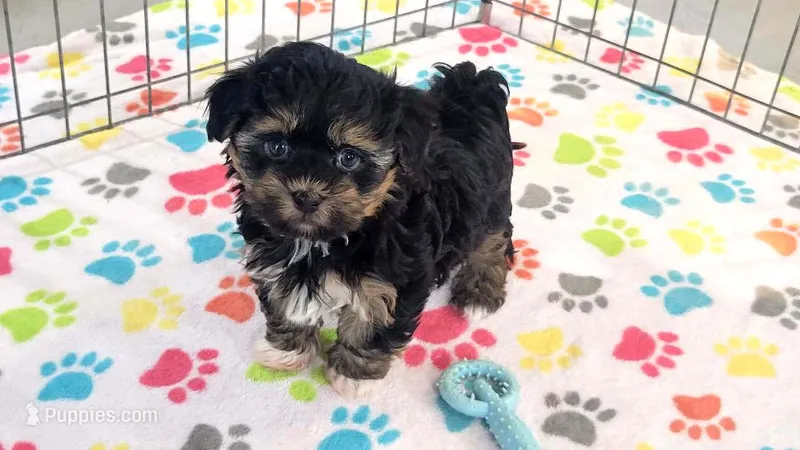 Justin – Havanese puppy for sale in Tucson, AZ