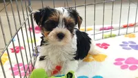 Sam, a male Yorkshire Terrier for sale in Tucson, AZ – 4 of 10