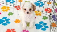 Harley, a female Cavapoo and Poodle - Toy  for sale in Tucson, AZ – 4 of 9