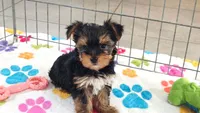 Luke, a male Yorkshire Terrier for sale in Tucson, AZ – 3 of 10