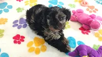 Connor, a male Yorkshire Terrier and Poodle - Toy  for sale in Tucson, AZ – 6 of 10