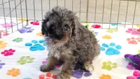 Layla, a female Cavapoo and Poodle - Toy  for sale in Tucson, AZ – 10 of 10