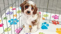 Buck, a male Cavapoo and Poodle - Toy  for sale in Tucson, AZ – 4 of 10