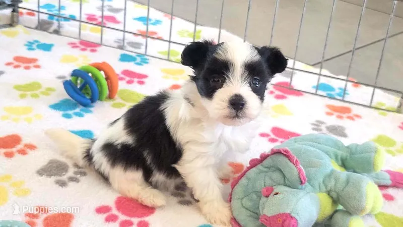Dakota, a female Maltese and Papillon for sale in Tucson, AZ – 1 of 10