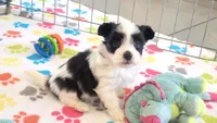 Dakota, a female Maltese and Papillon for sale in Tucson, AZ – 1 of 10