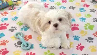 Holly, a female Shih Tzu for sale in Tucson, AZ – 2 of 9