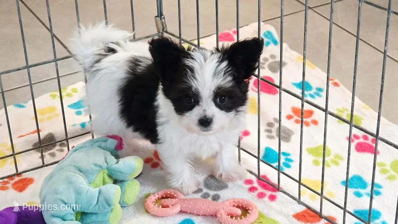 Baxter – Maltese, Papillon puppy for sale in Tucson, AZ