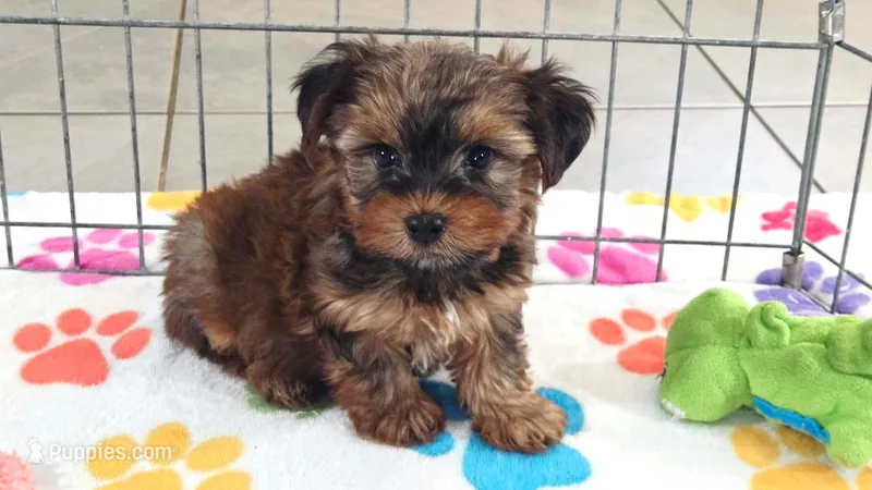 Bruce – Yorkshire Terrier puppy for sale in Tucson, AZ
