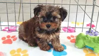 Bruce, a male Yorkshire Terrier for sale in Tucson, AZ – 1 of 10