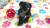 Connor, a male Yorkshire Terrier and Poodle - Toy  for sale in Tucson, AZ – 3 of 10