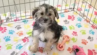 Robert, a male Morkie for sale in Tucson, AZ – Photo 4 of 10