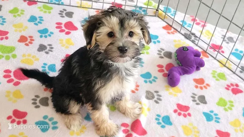 Robert – Morkie puppy for sale in Tucson, AZ