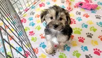 Robert, a male Morkie for sale in Tucson, AZ – Photo 7 of 10