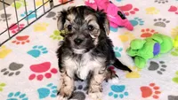 Robert, a male Morkie for sale in Tucson, AZ – Photo 6 of 10