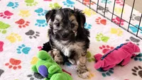 Robert, a male Morkie for sale in Tucson, AZ – Photo 10 of 10