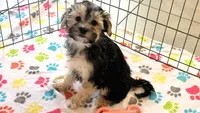 Robert, a male Morkie for sale in Tucson, AZ – Photo 6 of 10