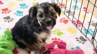 Robert, a male Morkie for sale in Tucson, AZ – Photo 4 of 10