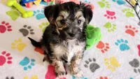 Robert, a male Morkie for sale in Tucson, AZ – Photo 1 of 10