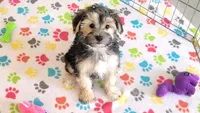 Robert, a male Morkie for sale in Tucson, AZ – Photo 2 of 10